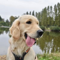 Met een hulphond kan je bijna lezen en schrijven in 1984