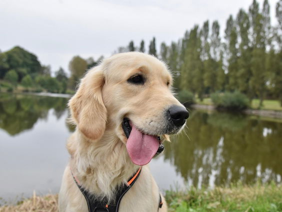 Met een hulphond kan je bijna lezen en schrijven in 1984
