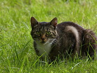 Weidevogels redden door katten af te schieten?