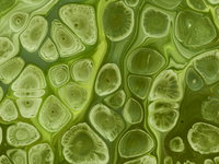 Wat voelen planten en hoe werkt huidkanker?