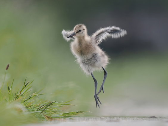 Boerennatuur 10 jaar: kwart van de boeren doet aan agrarisch natuurbeheer