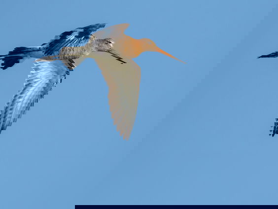 De grutto's komen weer terug!