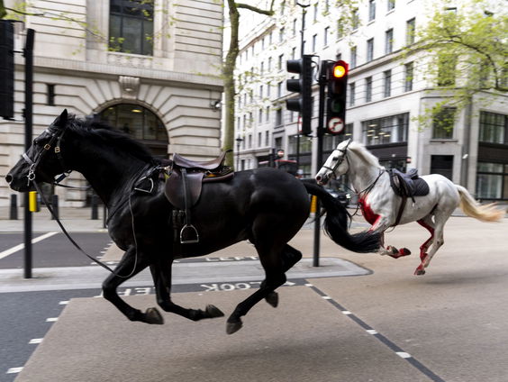 Wat te doen als een paard op hol slaat?