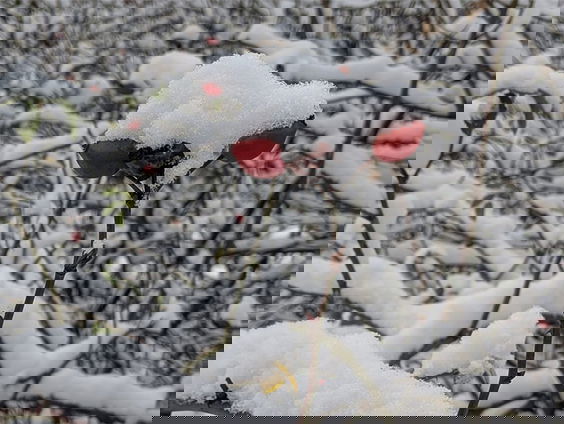 Hondsroos hangt in de winter vol zoete rozenbottels