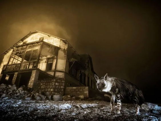 Hoe lang kun je wachten op de perfecte natuurfoto?