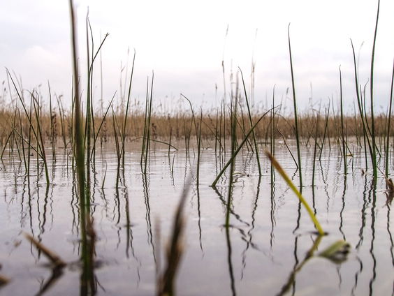Wordt natuurgebied het Zwanenwater een militair oefenterrein?