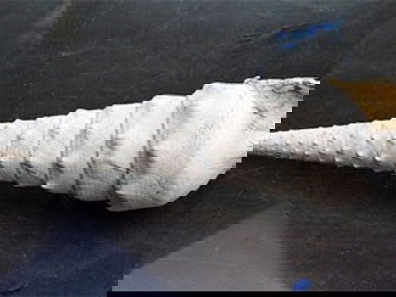 Johan Vellekoop over ontdekking fossiele reuzenslak | Podcast Zo klonk Nederland