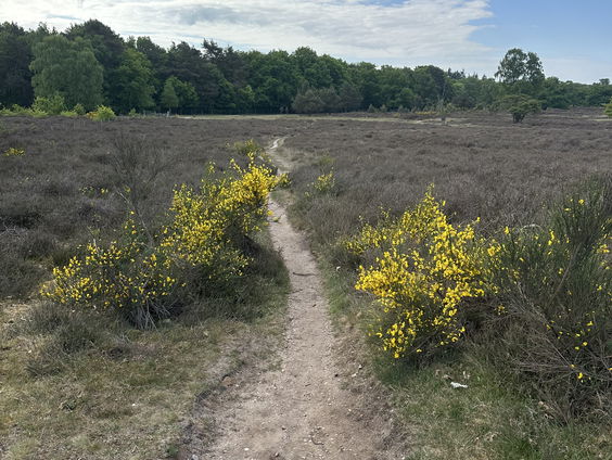 Het talent: Merel van Beek