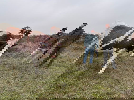 Koeien houden achter een virtueel hek