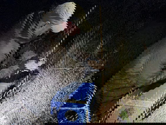 Waternet verhuist konijnen naar Amsterdamse Waterleidingduinen