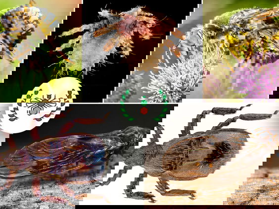 Stembussen verkiezing Insect van het Jaar geopend