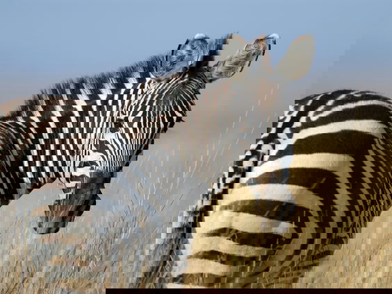 Nieuw onderzoek: dit is waarom zebra's strepen hebben