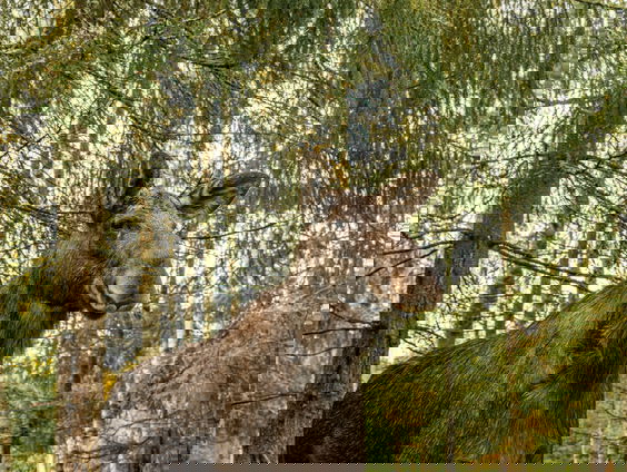 Miljoenen kijkers voor livestream jaarlijkse elanden-trek