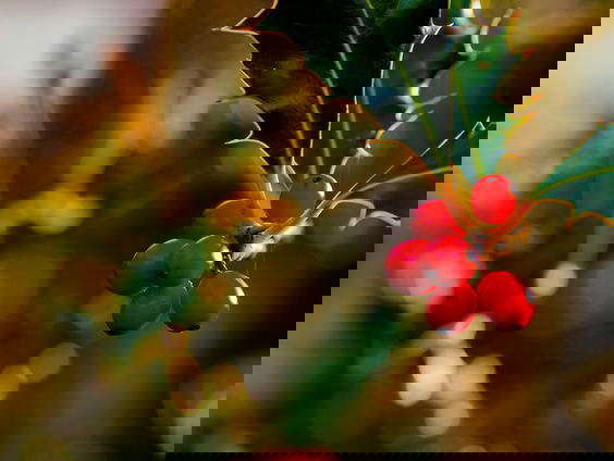 Kerstfilms anno 2025: dit zijn de hoogte- en dieptepunten