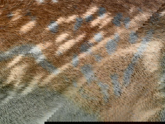 Moet er een Europees verbod komen op het fokken van pelsdieren?