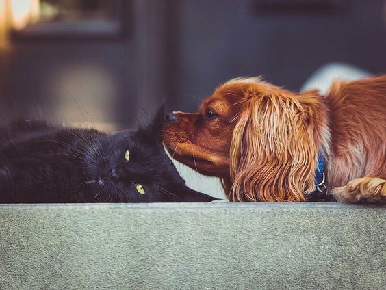 Waarom is het belangrijk goed te communiceren met dieren?