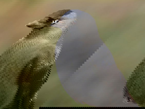 Kauwtjes verzamelen zich massaal op Arnhemse Gelredome