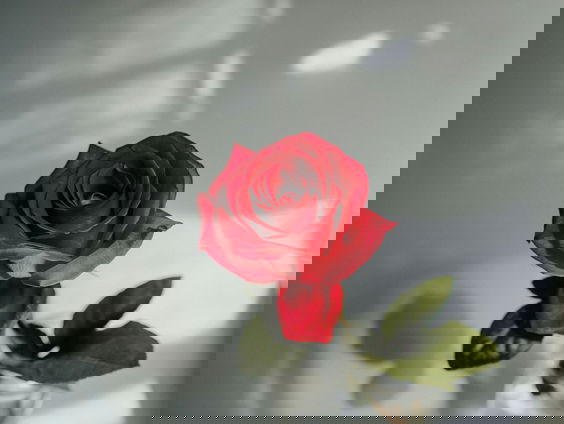 Drama in heteroland: Steeds meer vrouwen geven mannen op