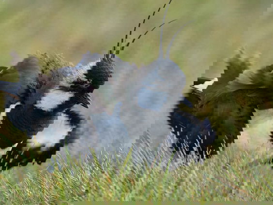 Fenolijn 23 februari 2025