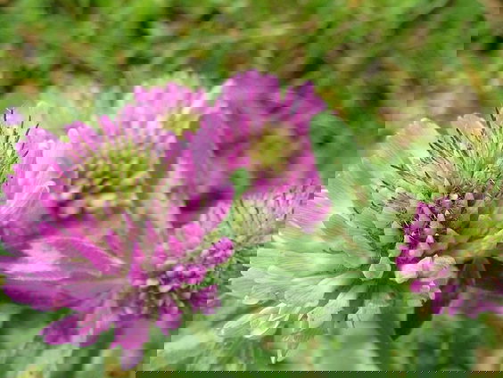 Klaver: voor biodiversiteit, tegen kunstmest