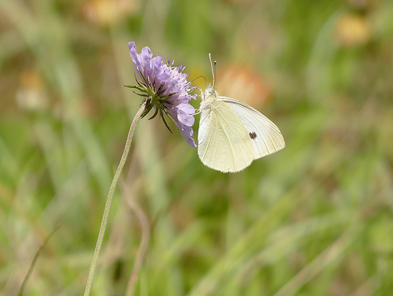 Klein koolwitje in jouw tuin | Vlinderserie #3