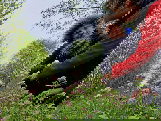 Kleine valeriaan is icoonsoort voor Zuid-Holland