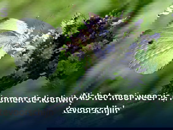 Waar zijn de koolwitjes?