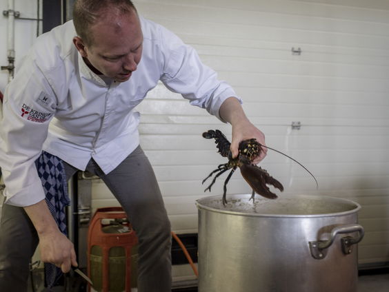 Is het levend koken van kreeften en krabben onnodig leed?