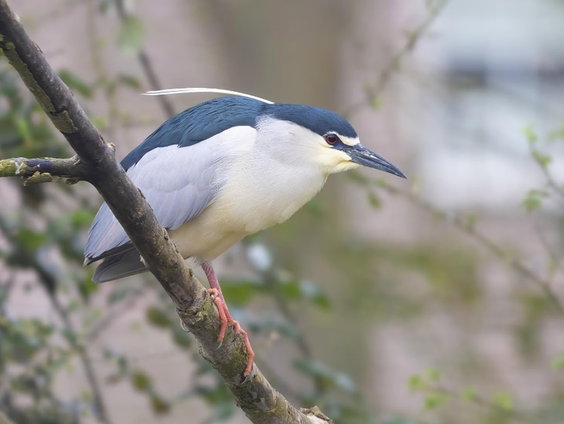 Zeldzame kwak broedt midden in de stad