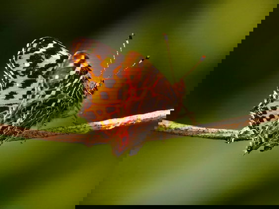 Landkaartje: een bijzondere vlinder met een bijzondere naam | Vlinderserie #6