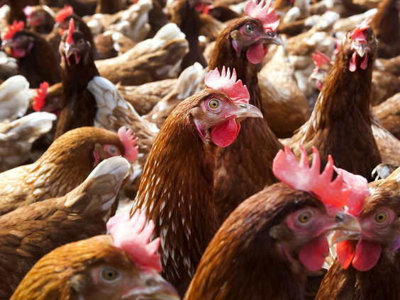 'Chicks in dialogue' omdat kippen ZOVEEL meer zeggen dan tok tok