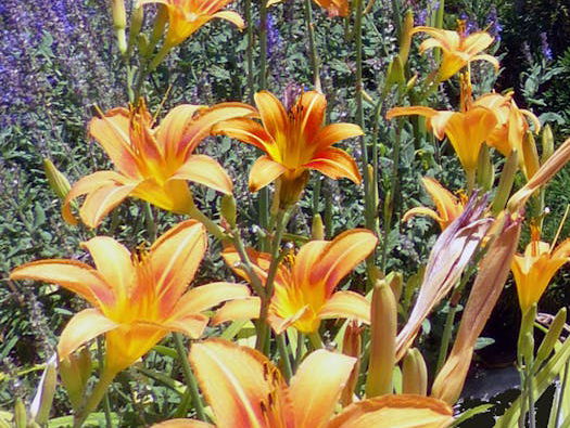 Lelieteler in Sevenum mag geen gewasbeschermingsmiddelen gebruiken