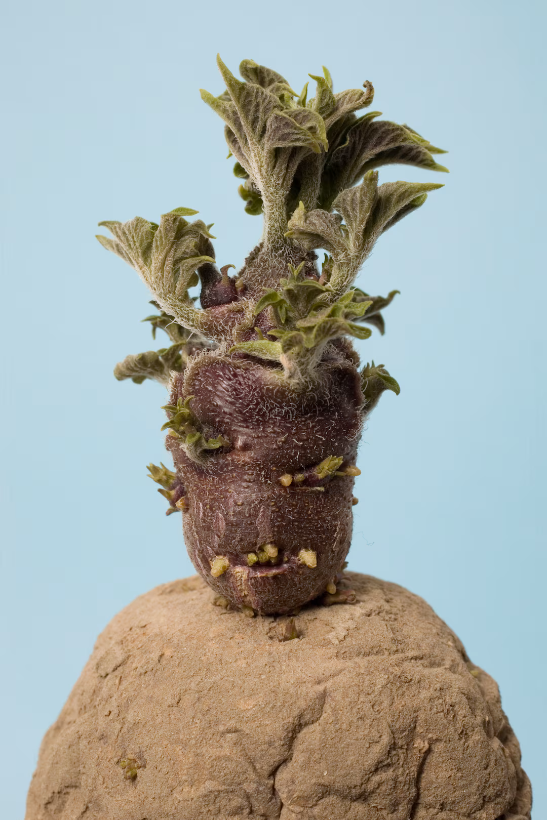 Ellen Mandemaker raakte gefascineerd door de aardappel