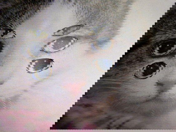 Schattig en kattig in het museum