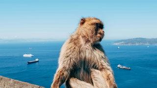 Onderzoek: 'Apen van Gibraltar eten grond'
