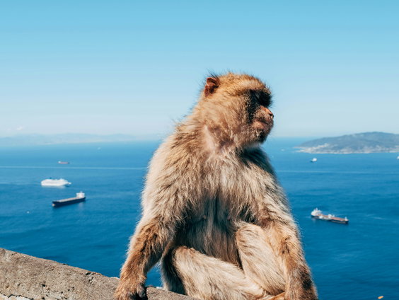 Onderzoek: 'Apen van Gibraltar eten grond'