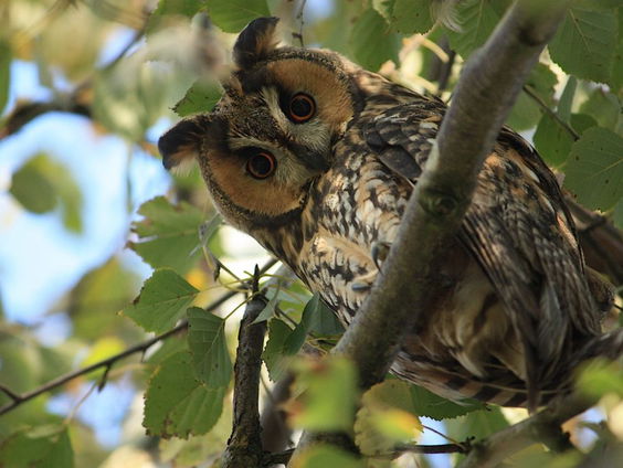 Het succes dat ransuil heet.