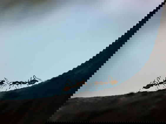 Dierenwelzijnsorganisatie IFAW: Dierensmokkel breidt zich uit met nieuwe diersoorten