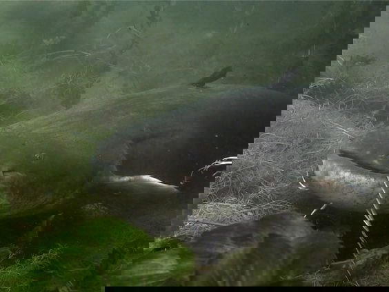 Dieetonderzoek meerval: wat eet deze onderwater-reus?