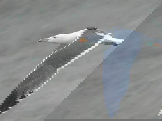 Zenderonderzoek: hoe vliegt de meeuw rondom windturbines?