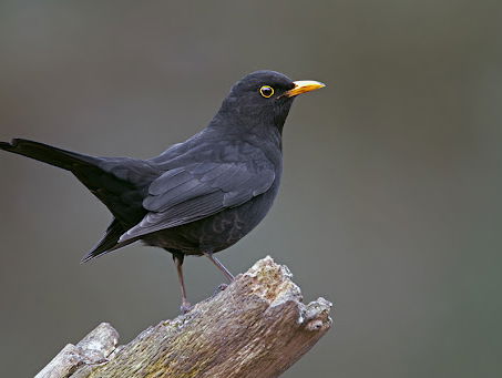 Kettingreactie 21 augustus 2024