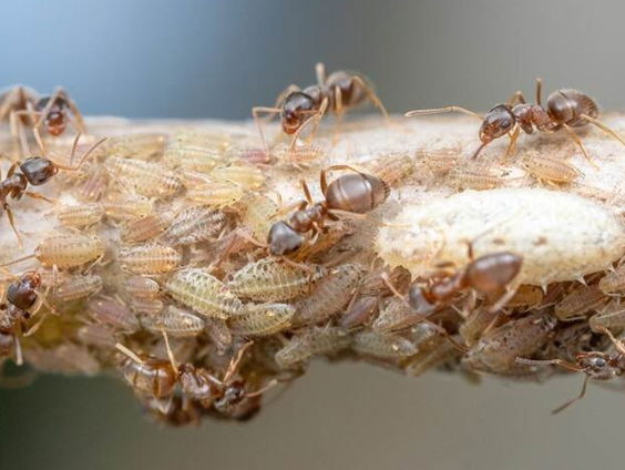 De lucratieve illegale handel in de Afrikaanse oogstmier