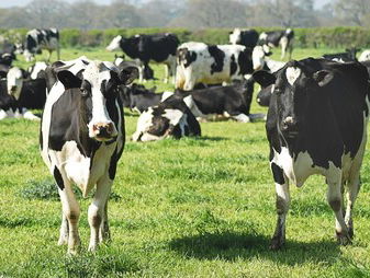 In de strijd tegen stikstof delven dieren het onderspit