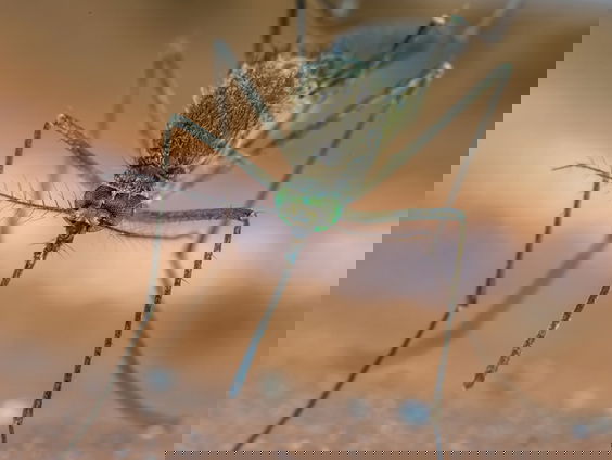 Geprikt op Lowlands? Dit is waarom muggen jou kiezen