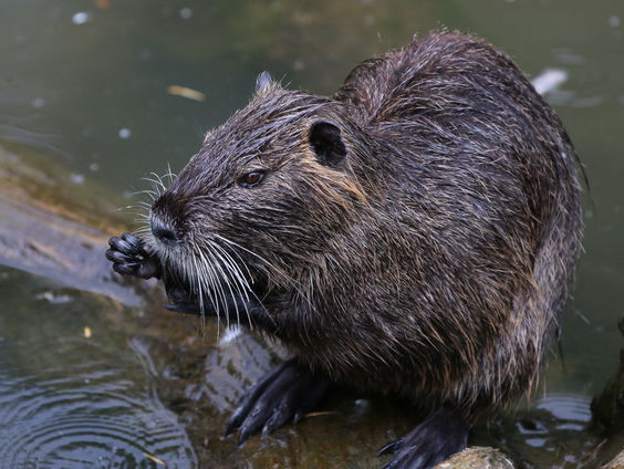 Tienduizenden muskusratten worden uitgeroeid: noodzakelijk of onnodig dierenleed?