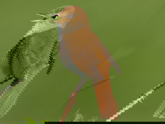 De koning van de nacht, de nachtegaal | Vogelzangcursus #9