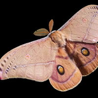 Nachtvlinders krijgen nieuwe naam