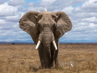 Olifant Happy en de strijd om dierenrechten