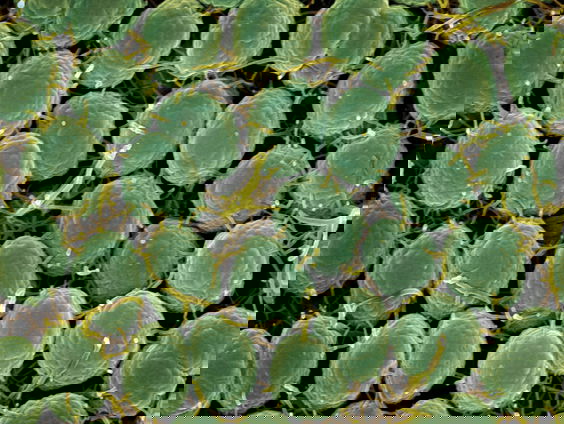 Verenigd Koninkrijk gaat als eerste vaccineren tegen gonorroe, volgt Nederland?