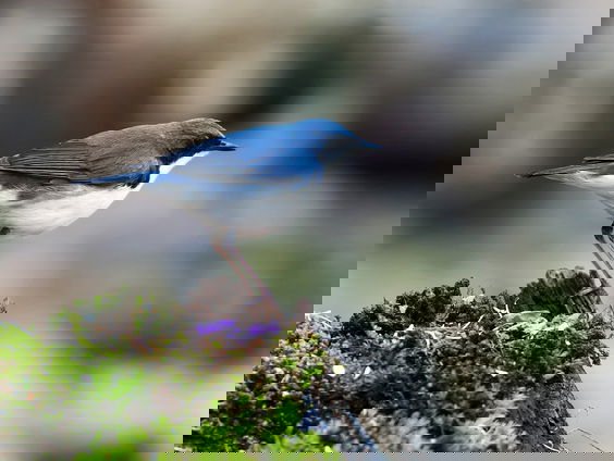 Kettingreactie 26 februari 2025